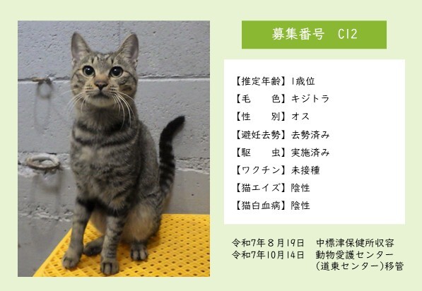 猫C12のポスター