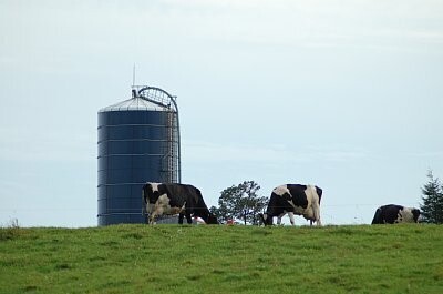 画像放牧中の乳牛とサイロ