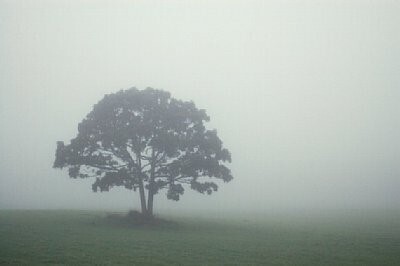 画像霧の中の木立