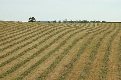 画像牧草収穫