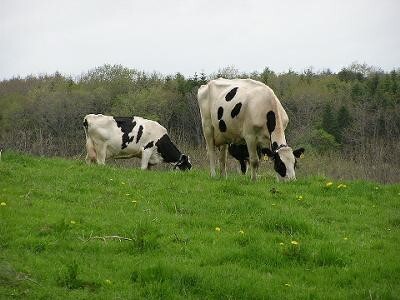 画像草をはむ乳牛2