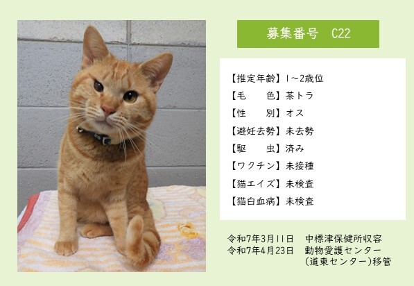 猫C22のポスター