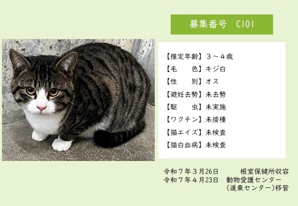 C101 センター用ポスター(猫).jpg