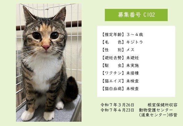 C102 センター用ポスター(猫).jpg