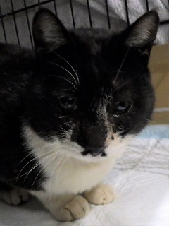 迷子猫C8の写真
