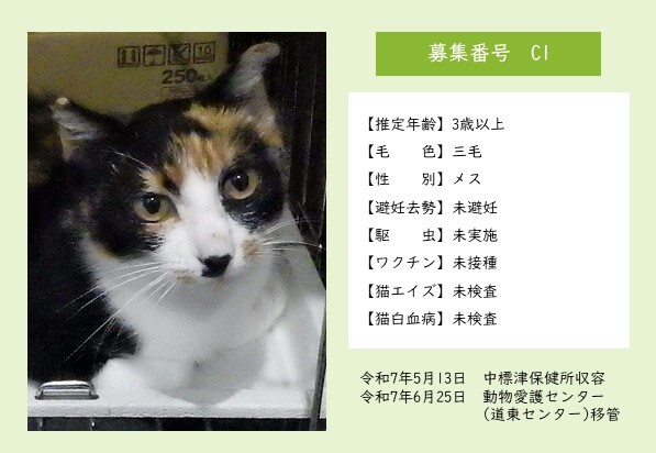 猫C1のポスター