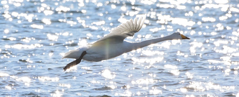 写真２（白鳥）