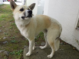 犬の写真