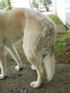 犬のしっぽの写真