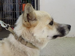 犬の首輪の写真