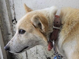 犬の首輪の写真