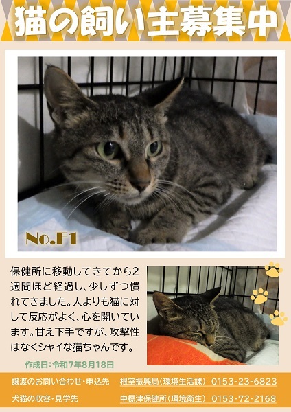 飼い主募集中猫F1のポスター