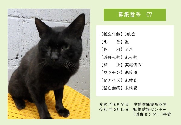猫C7のポスター