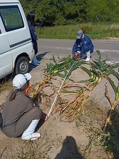 サイレージ用トウモロコシの生育測定
