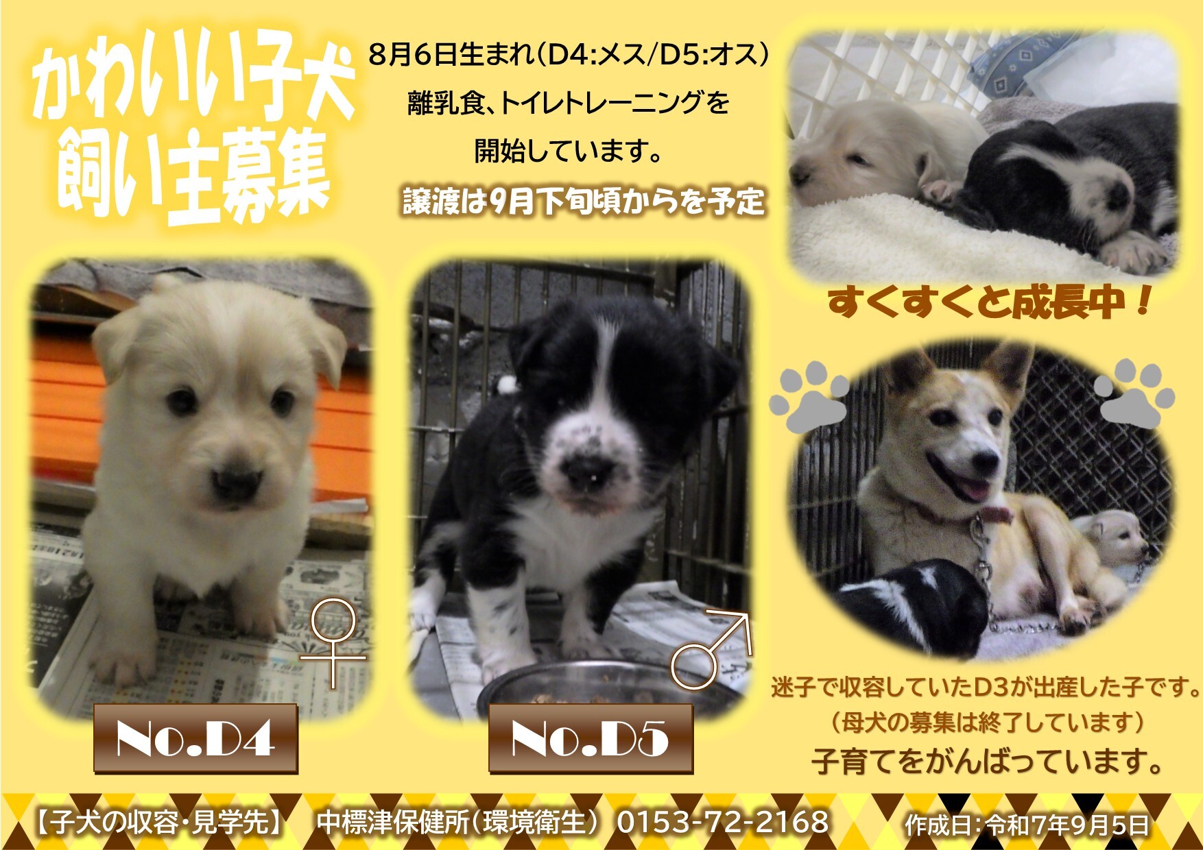 飼い主募集準備中子犬のポスター