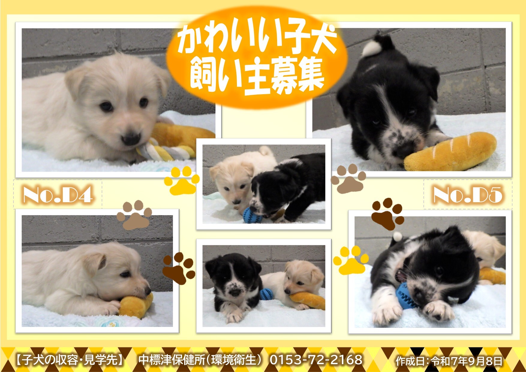 飼い主募集準備中子犬のポスター2