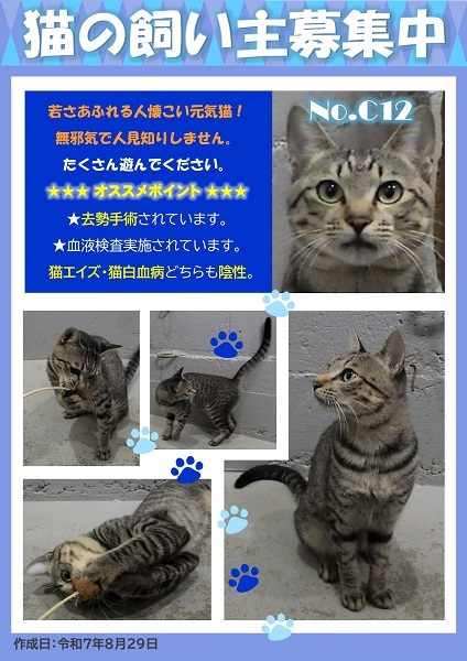 飼い主募集中猫C12のポスター