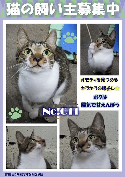 飼い主募集中猫C11のポスター