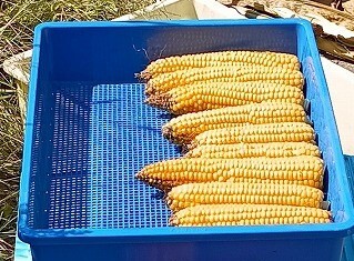 雌穂重の測定