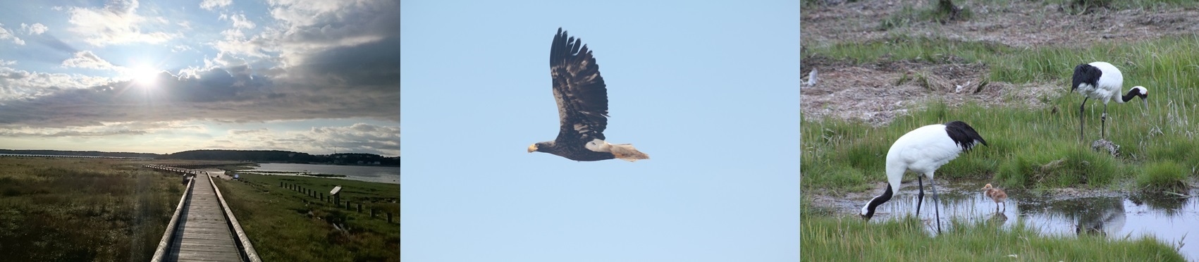 根室の自然・野鳥