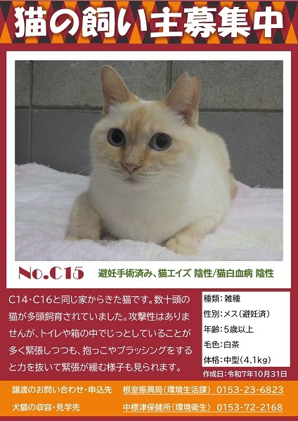 飼い主募集中猫C15のポスター