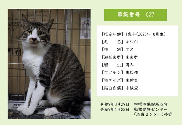 猫C27のポスター