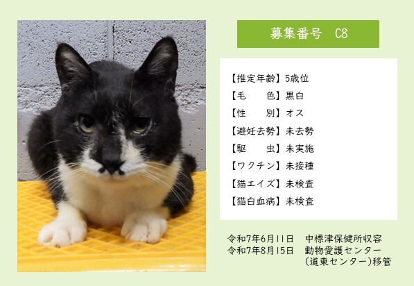 猫C8のポスター