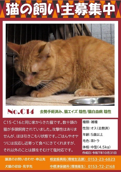 飼い主募集中猫C14のポスター