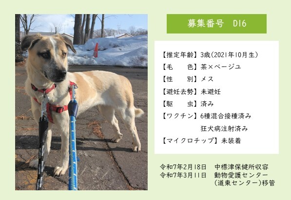 犬D16のポスター