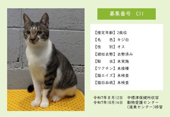 猫C11のポスター