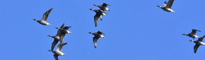 コクガンの飛翔