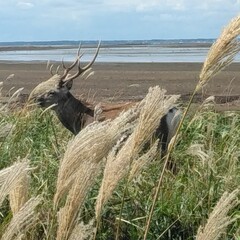 野付のシカ