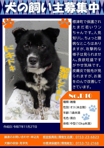 飼い主募集中犬D10のポスター