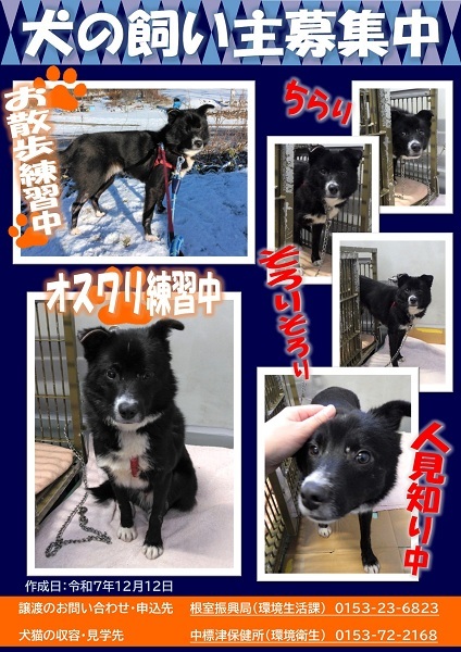 飼い主募集中犬D10のポスター