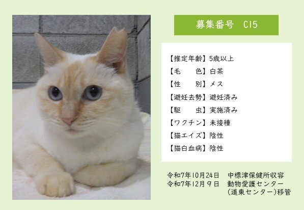 猫C15のポスター