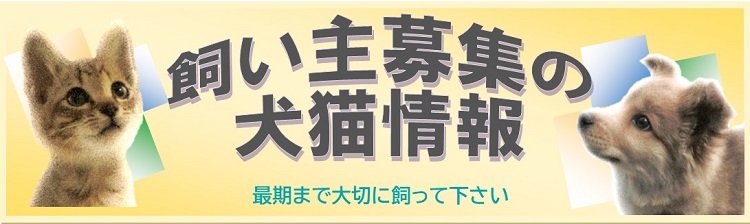 飼い主募集の犬猫情報