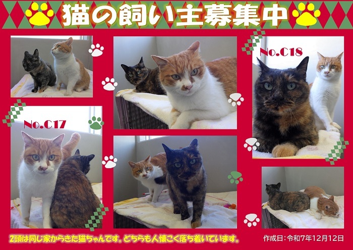 飼い主募集中猫C17C18のポスター