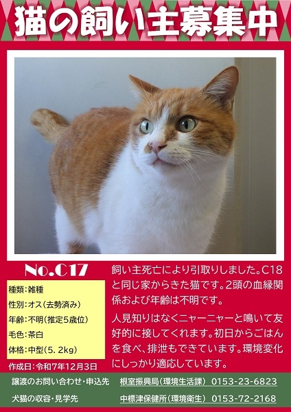 飼い主募集中猫C17のポスター