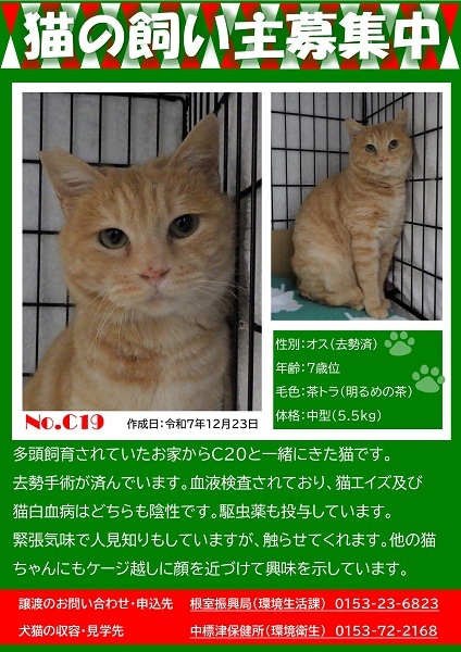 飼い主募集中猫C19のポスター