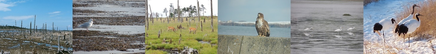 根室管内の自然・野生動物たち