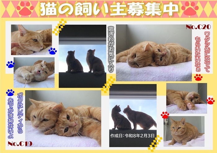 飼い主募集中猫C19C20のポスター