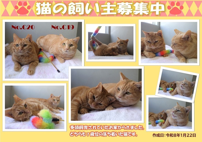 飼い主募集中猫C19C20のポスター