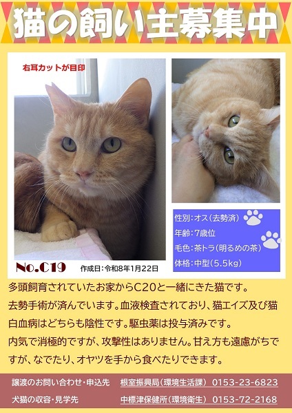 飼い主募集中猫C19のポスター
