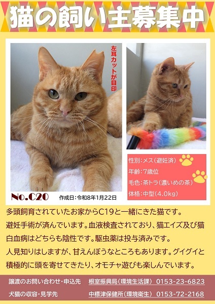 飼い主募集中猫C20のポスター
