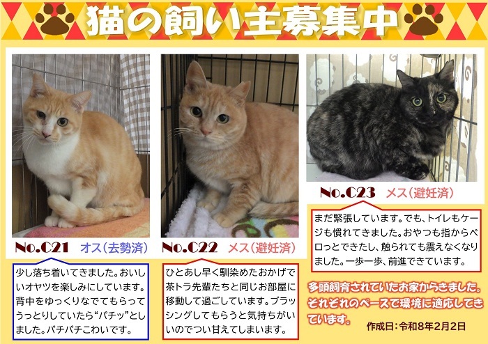 飼い主募集中猫C21C22C23のポスター