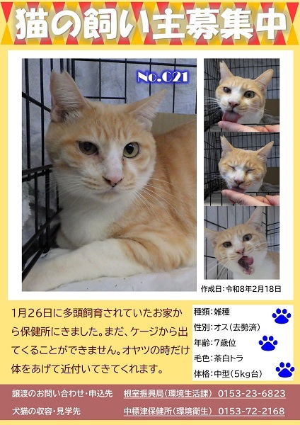 飼い主募集中猫C21のポスター