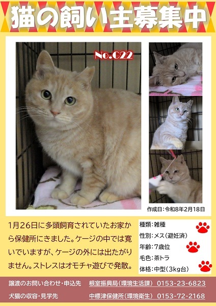 飼い主募集中猫C22のポスター