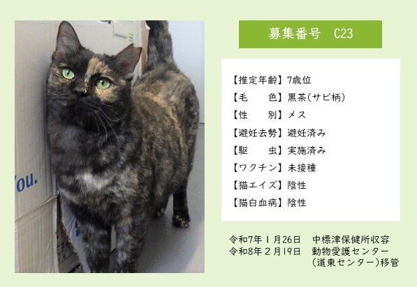 猫C23のポスター