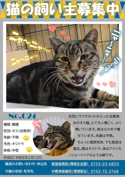 飼い主募集中猫C24のポスター