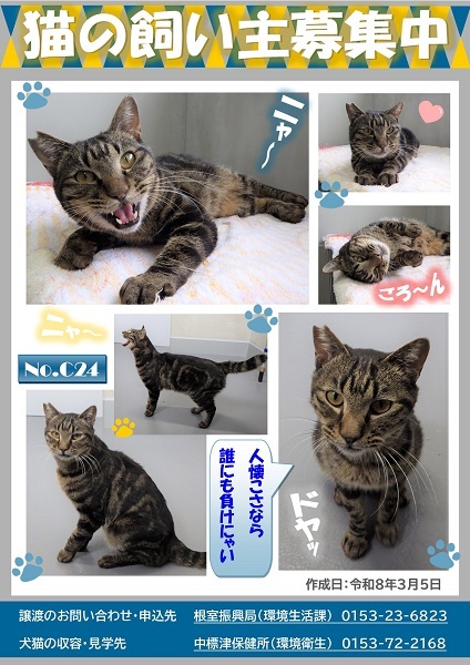 飼い主募集中猫C24のポスター